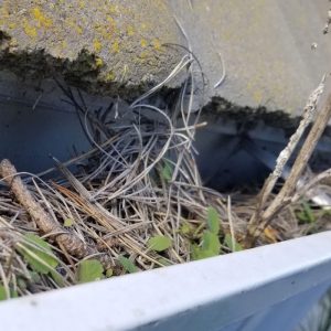 gutter cleaning san diego